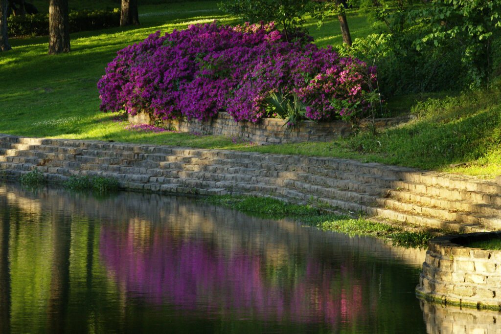 Texas Wildflowers of Turtle Creek