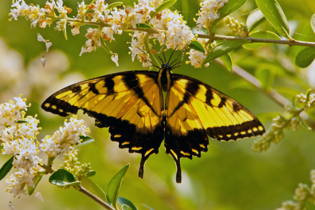 Monarch Butterly Relaxing in Texas Wildflowers