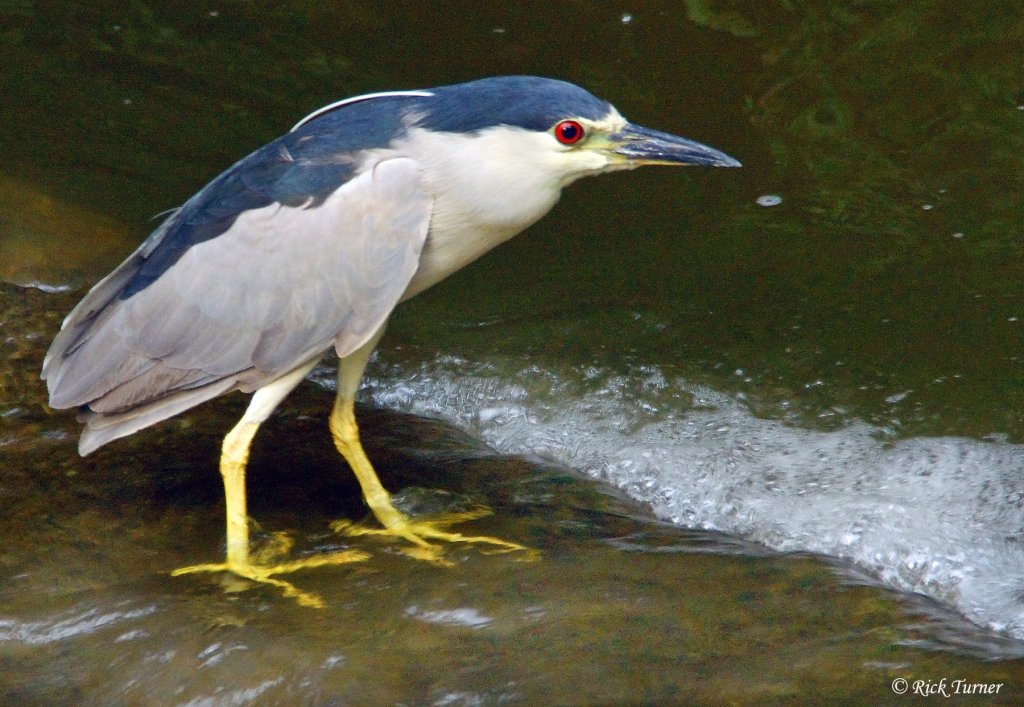 Night Heron in Turtle Creek