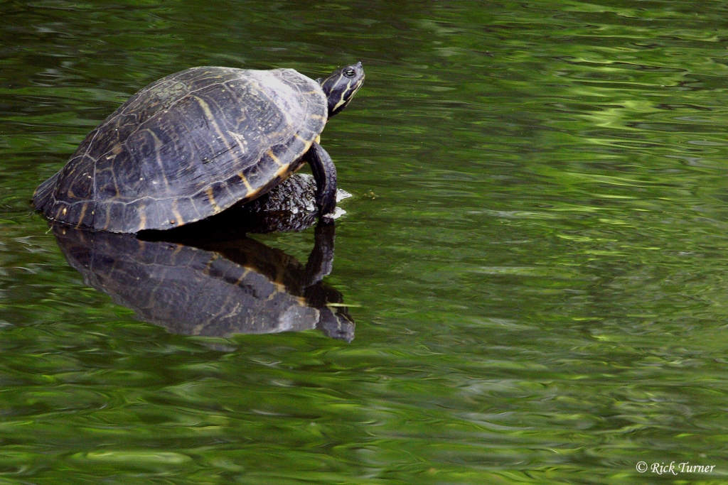 Basking Turtle In Turtle Creek