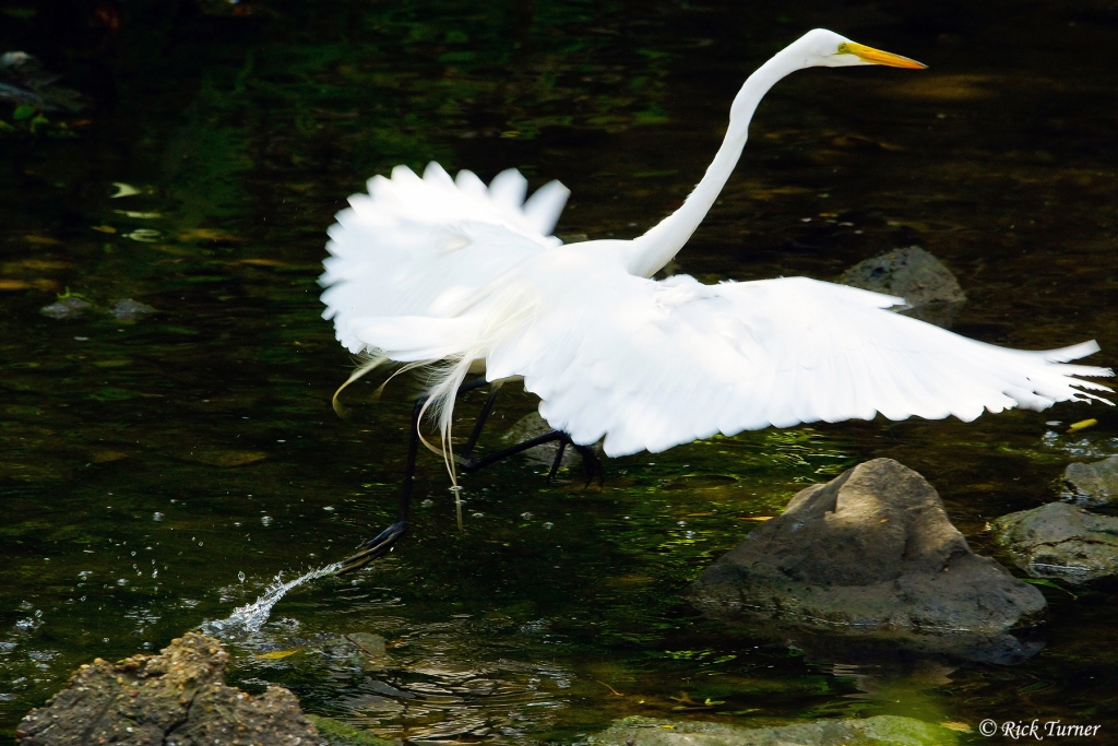 Egret in Flight