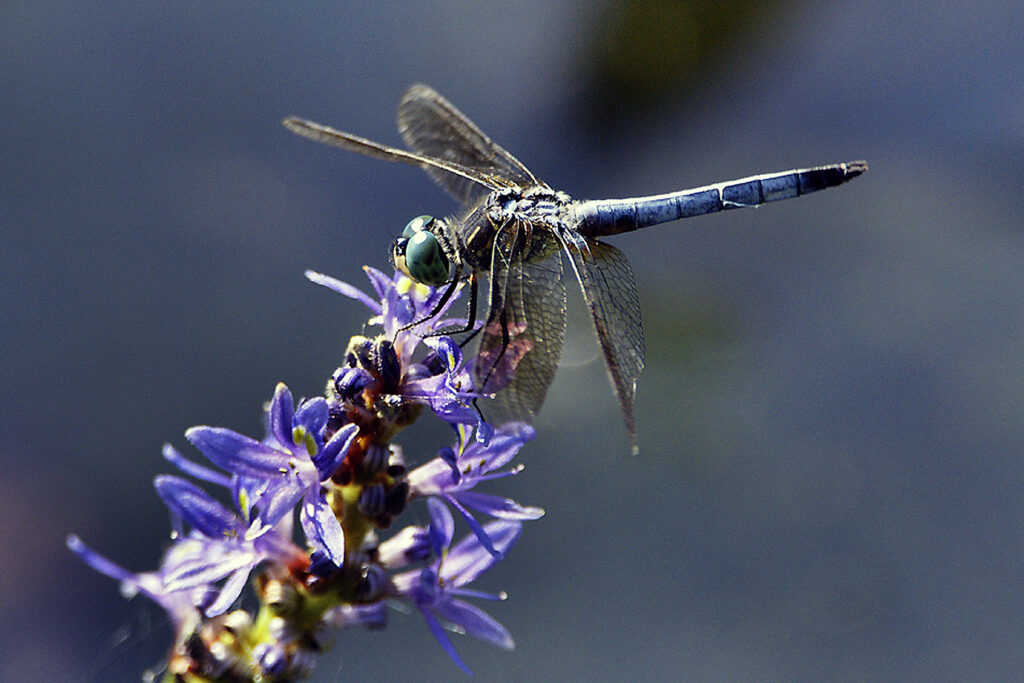 Dragonfly Restiing of Texas Wildflower