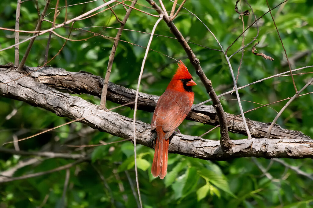 Cardinal Resting in Turtle Creek