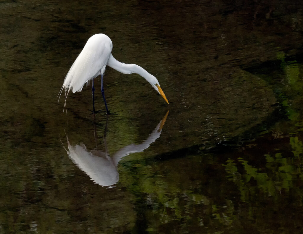 Egret Drinking in Turtle Creek