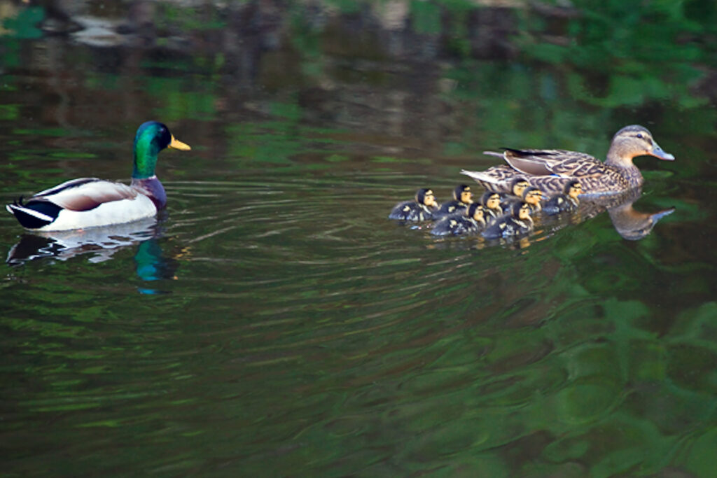 Mallard Family
