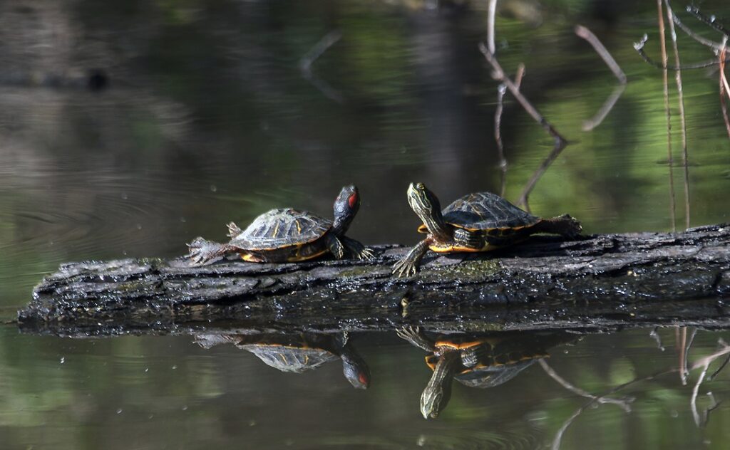 Sweatheart Turtles in Turtle Creek