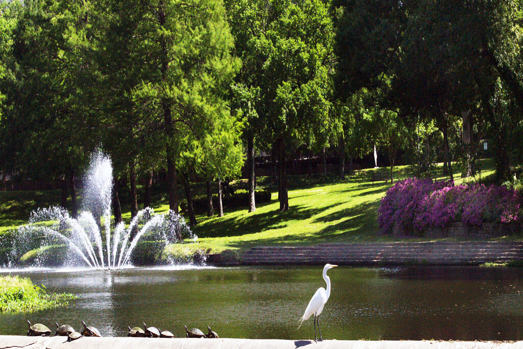 Egret, turtles, and azelas Surround the Fountain