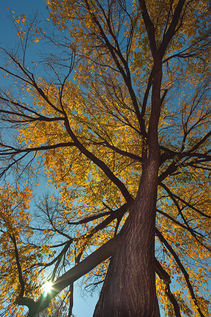Post Oak in the Fall of Turtle Creek