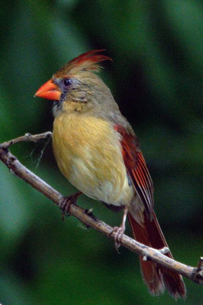 Northern Cardinal in Turtle Creek