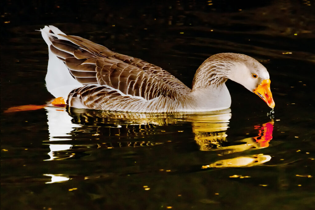 White Breasted Goose in Turtle Creek