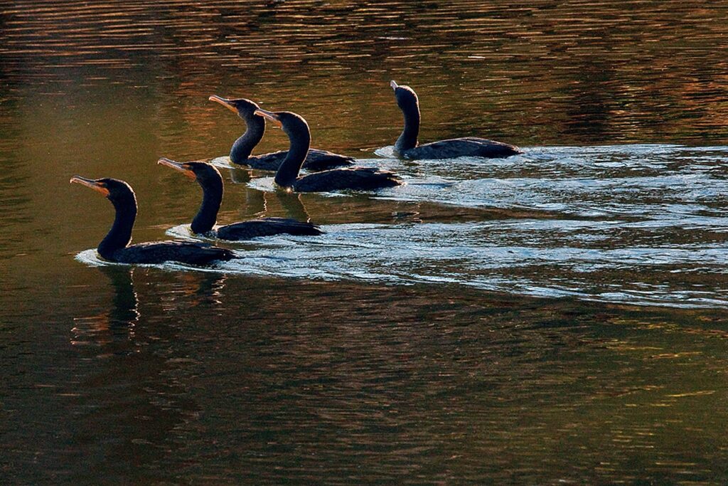 cormarants swimming in Turtle Creek