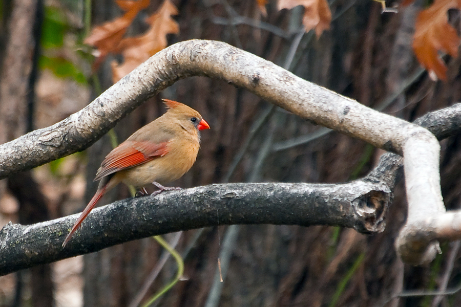 Cardinal Taking Refuge in the Fall

Photo by Rick Turner