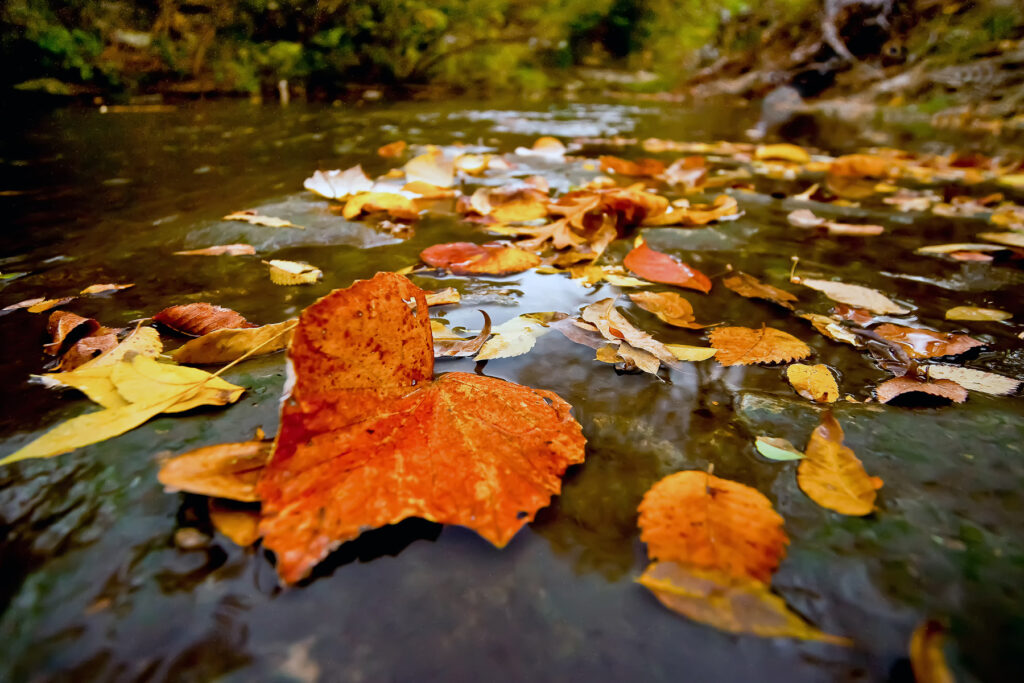 Fallen Leaves in Turtle Creek
