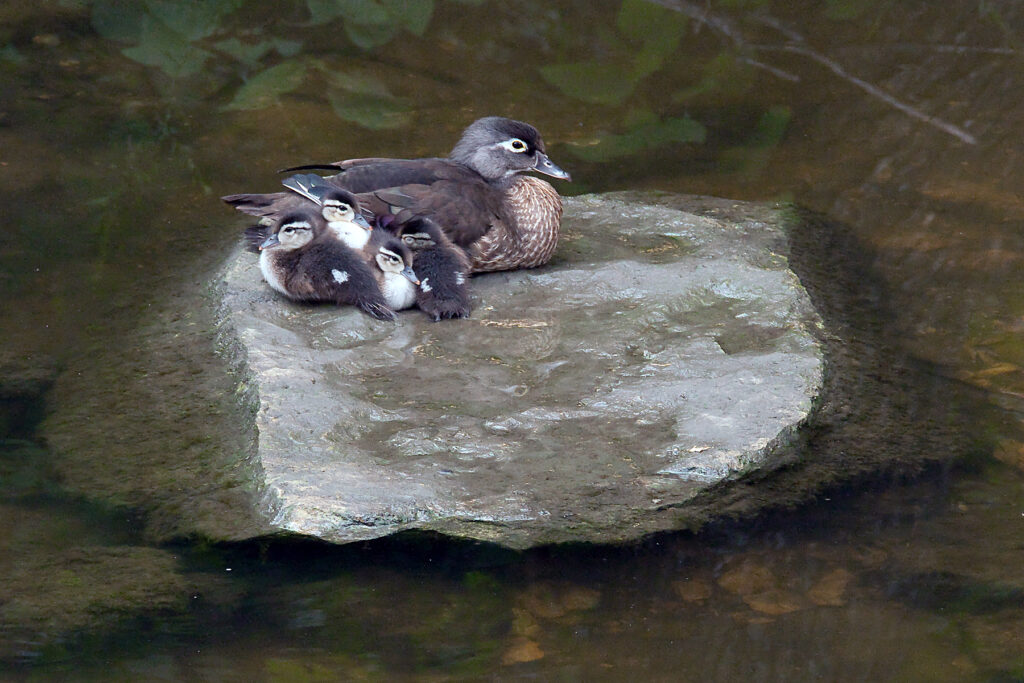 Duck Family Gathering
