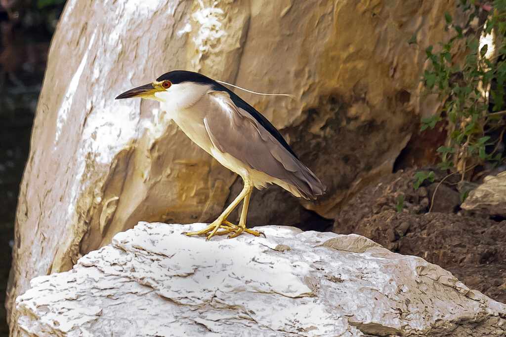 Night Heron in Turtle Creek