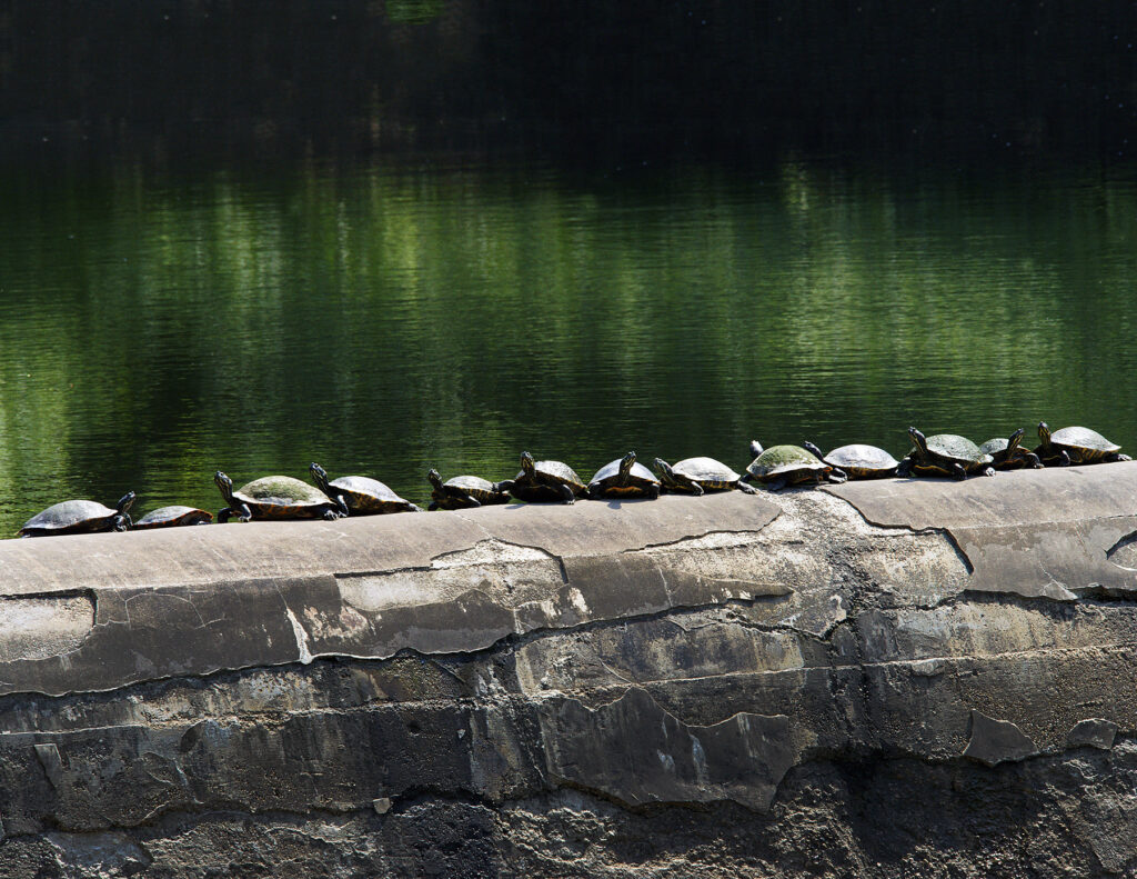 Turtles along the Spillway of Turtle Creek