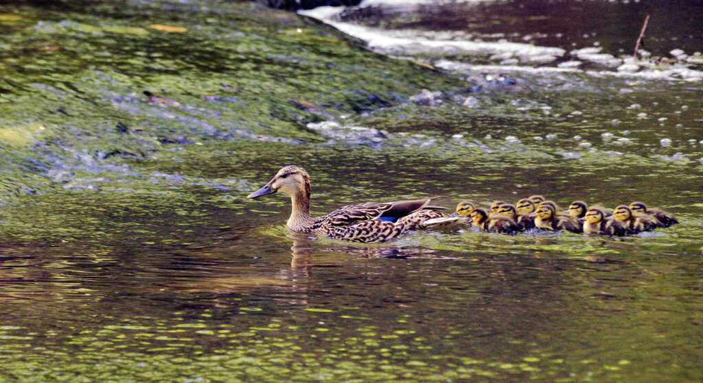 Spring Mallard with Ducklings
