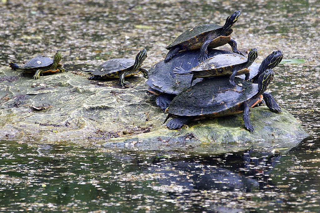 Turtle Stacking in Turtle Creek