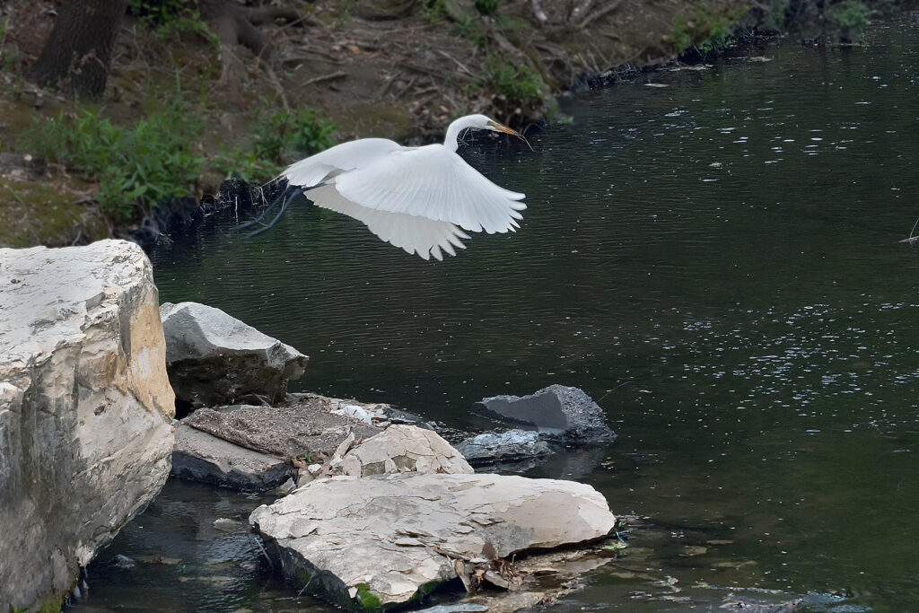 White Egret taking Flight
