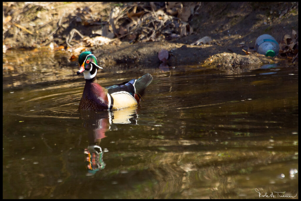 Woodie Duck in Turtle Creek