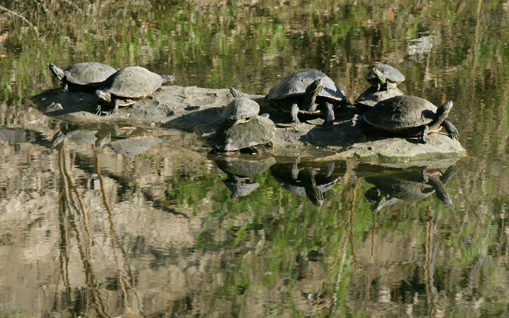 Turtle Talks in Turtle Creek
