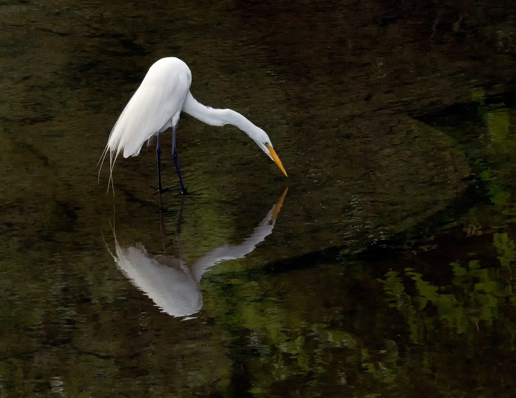 Egret-Drinking-tcreek-notecards-Rick-Turner-9-17-2012.jpg
