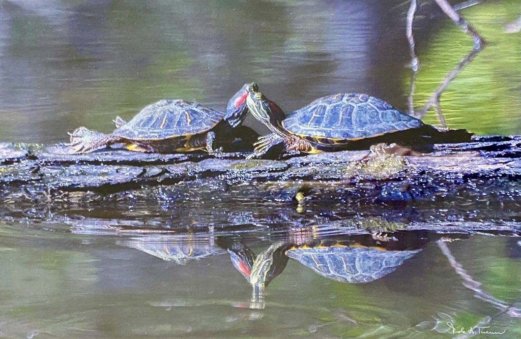 IMG_3584.Kissing-Turtles-TC-Rick-Turner.jpg