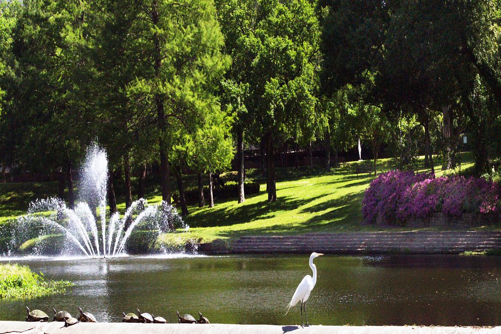 TC-Coservancy-egret-turtles-azelas-and-fountian-Rick-Turner-7x5_3-1.jpg