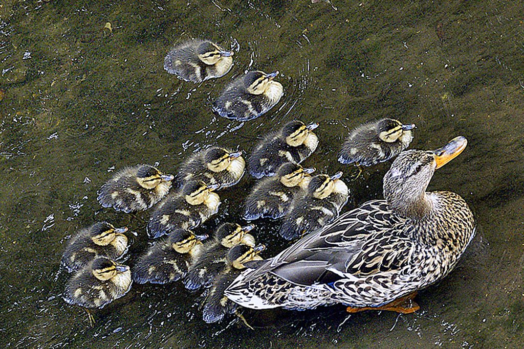 TC-galllery-birds-14-chicks-and-mallard-Rick-Turner-omm.jpg