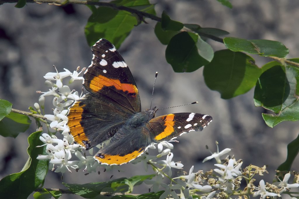 Turtle-Creek-butterfly-note-card-Rick-Turner.jpg