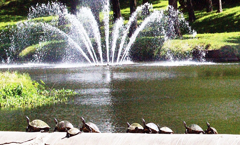 Turtles-parade-TC-Rick-Turner-7x5_3.jpg