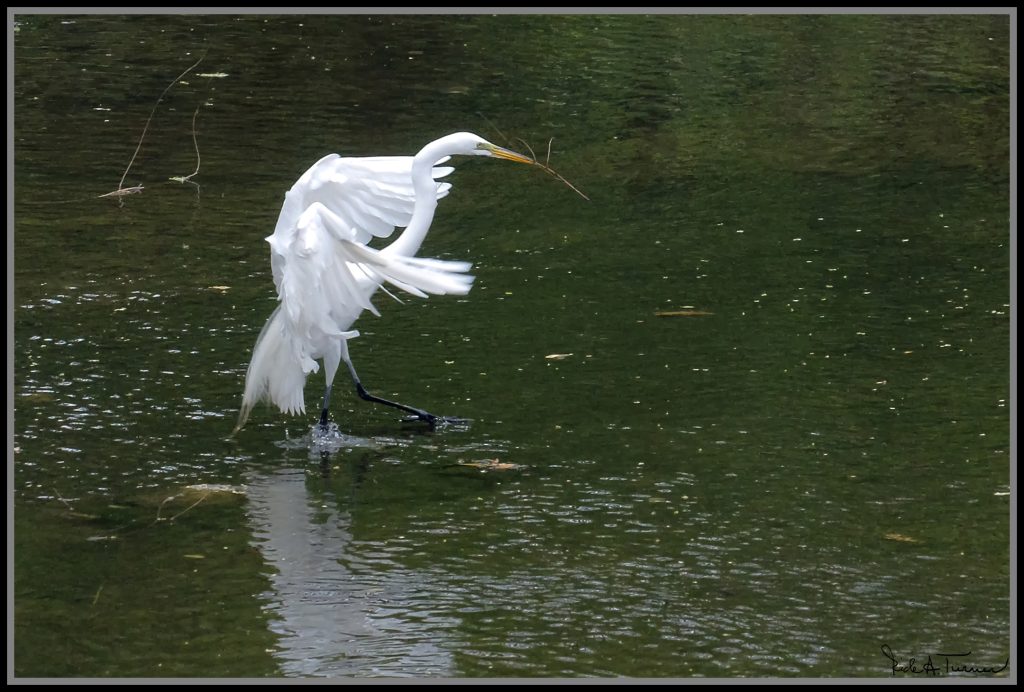 White-crane-with-branch-Turtle-Creek-Rick-Turner.jpg