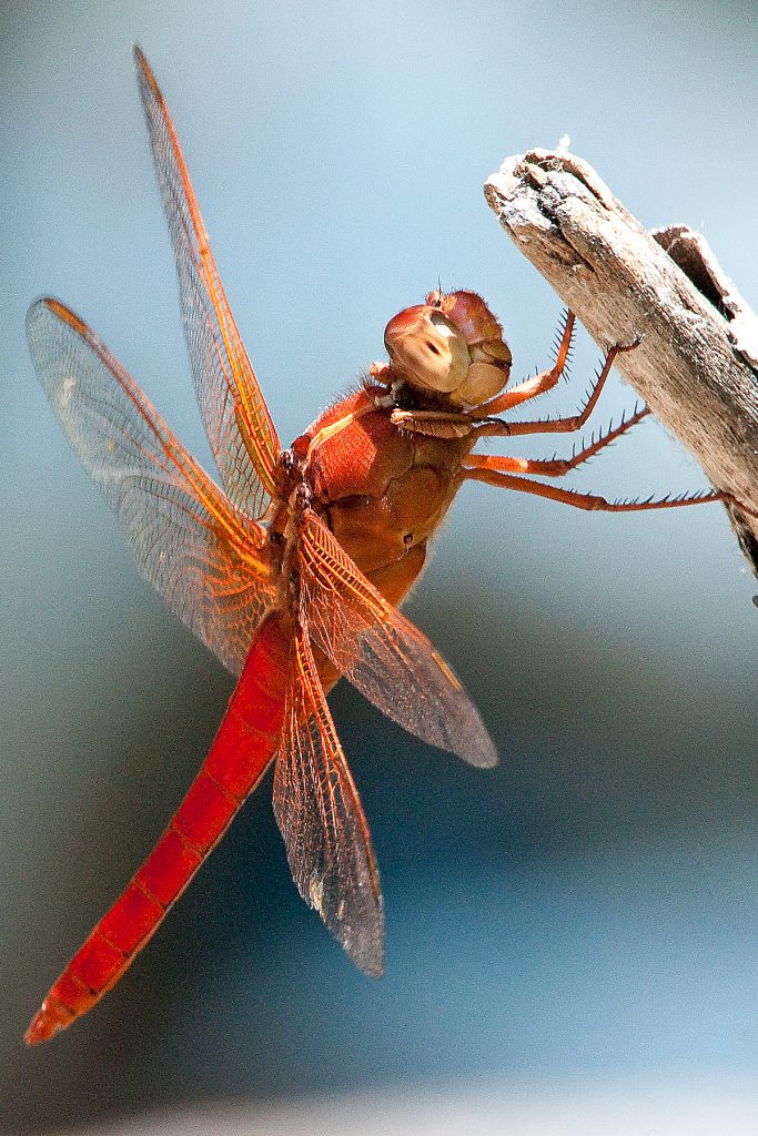 dragon-fly-face-Turte-Creek-Rick-Turner.jpg