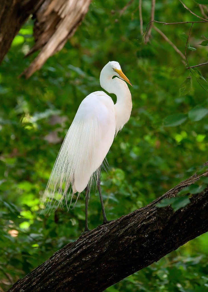egret-in-tree-TC-Rick-Turner.jpeg