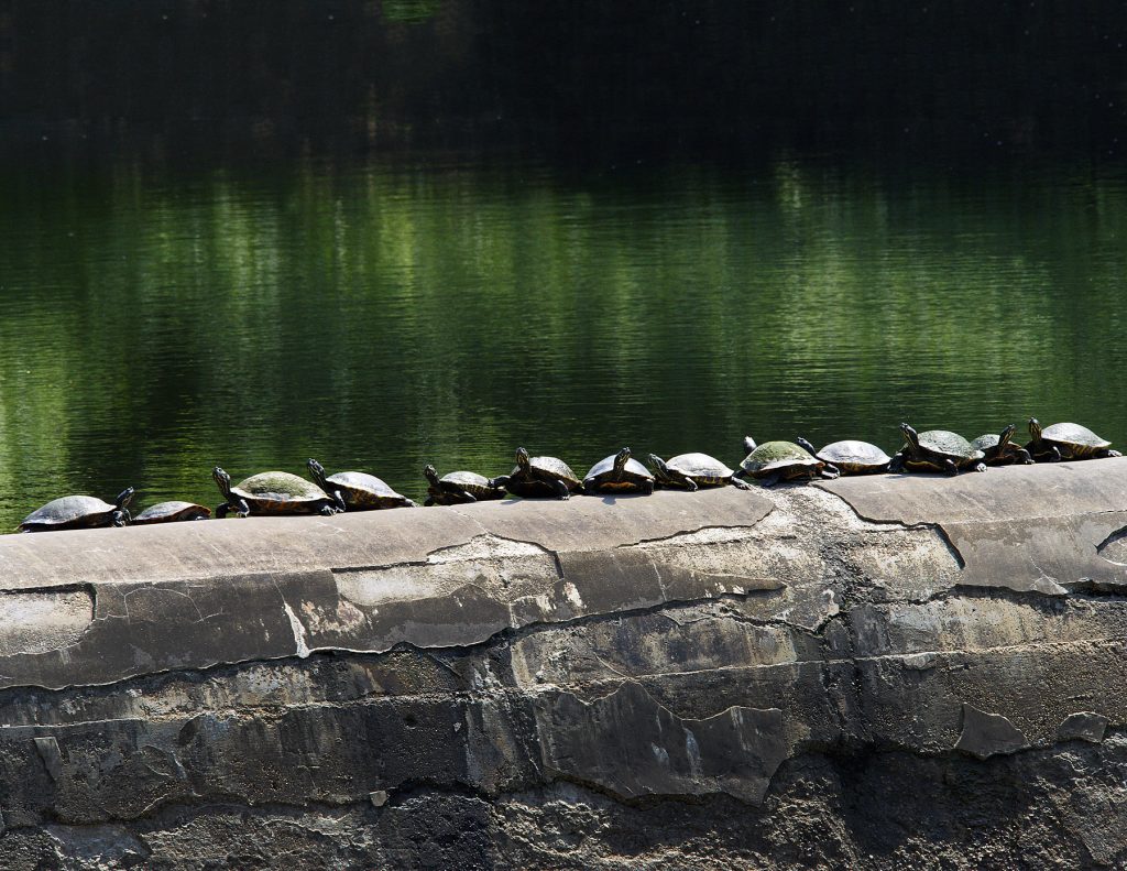 t-creek-Turtles-Conference-Rick-Turner-23.jpg