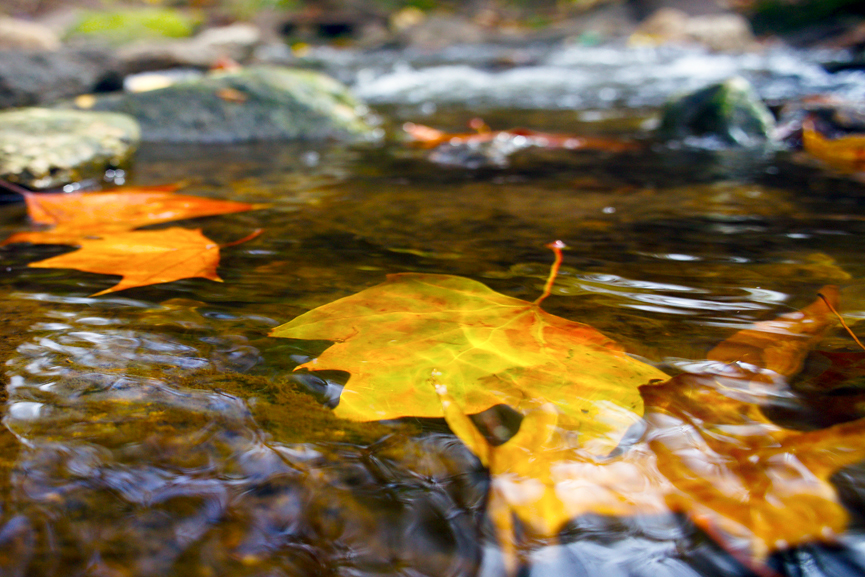 t-creek-water-leaves-Rick-Turner-l-1-of-1.jpg