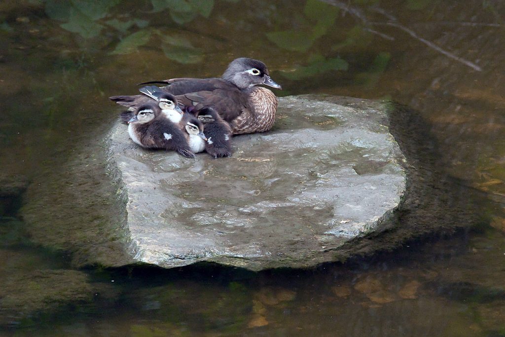 tc-mama-babies-note-card.-Rick-Turnerjpg.jpg