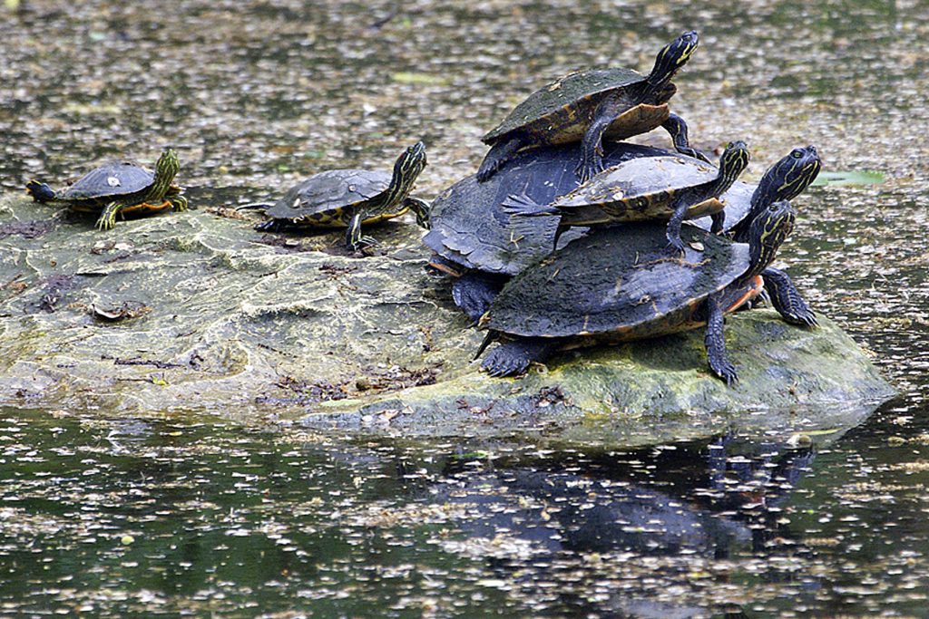 tc-turtles-stacked-C3838-gallery-Rick-Turnerjpg.jpg